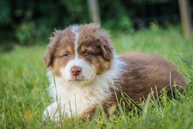 races de chiens